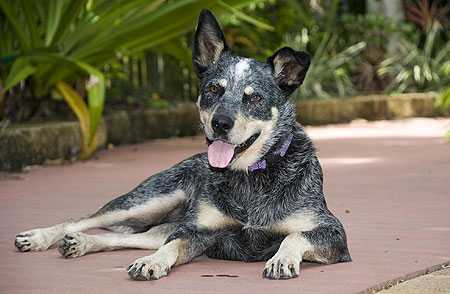 Náufraga de quatro patas: a cadela que viveu meses numa ilha deserta