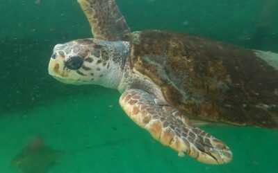 A tartaruga que mudou a história