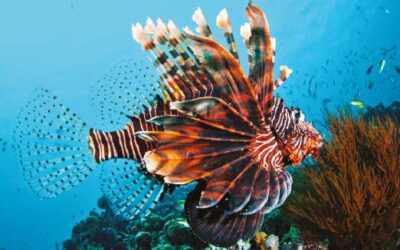O lindo peixe que ninguém quer por perto